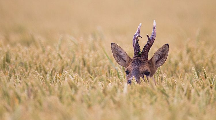 DÉCOUVERTE – Un dimanche à la chasse dans le Gers